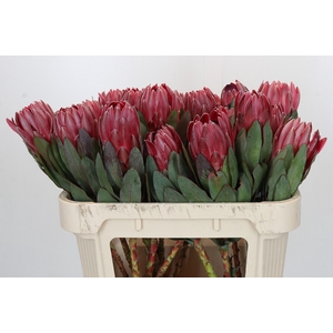 Protea Sharon