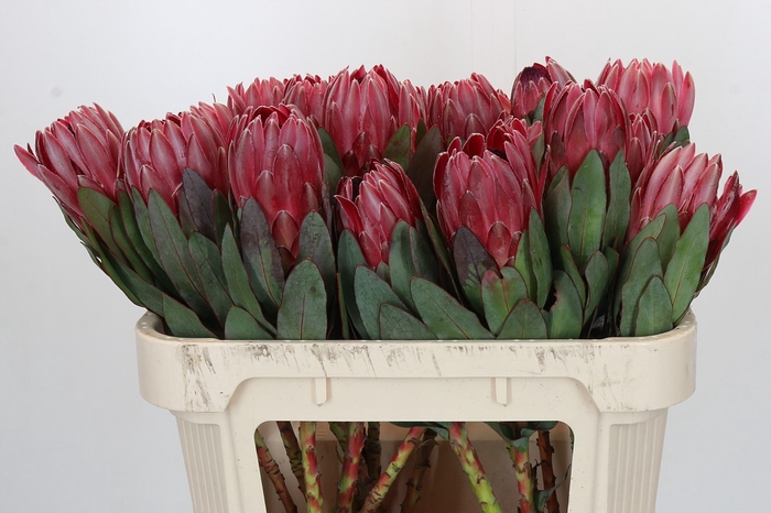 Protea Sharon