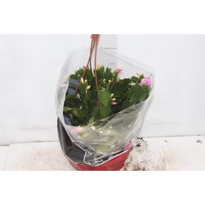FLOR DE MAIO C21