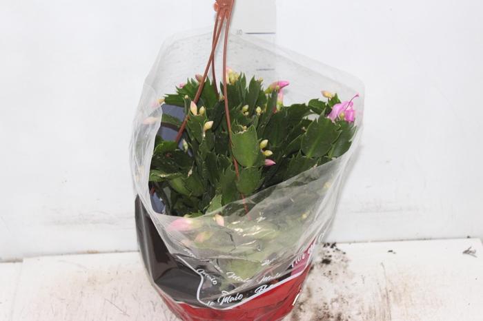 <h4>FLOR DE MAIO C21</h4>