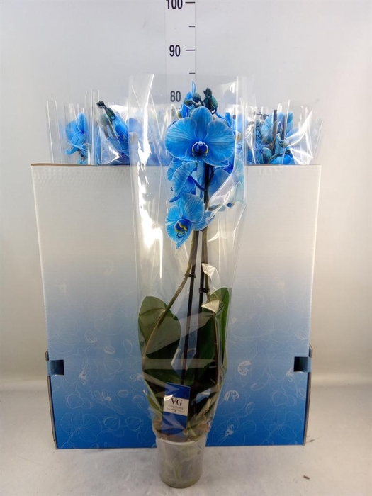 <h4>Phalaenopsis   ...</h4>