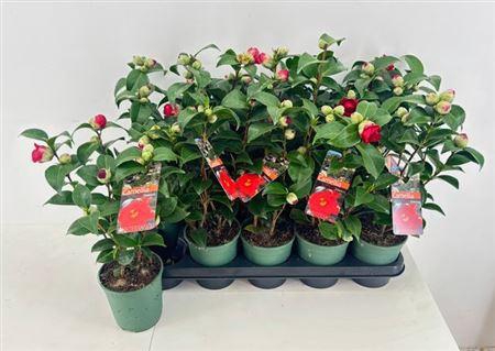 <h4>Came Japonica 5+</h4>