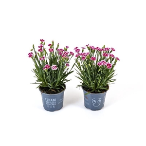 DIANTHUS CARYOPHYLLUS