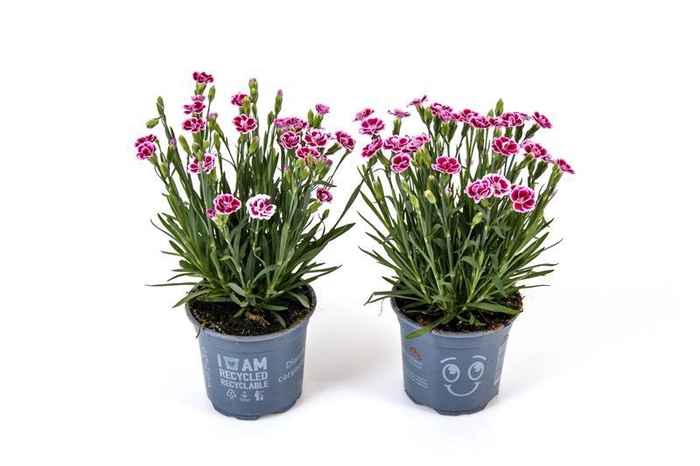 <h4>DIANTHUS CARYOPHYLLUS</h4>
