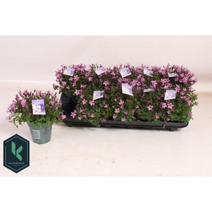 CAMP PORTENSCHLAGIAN