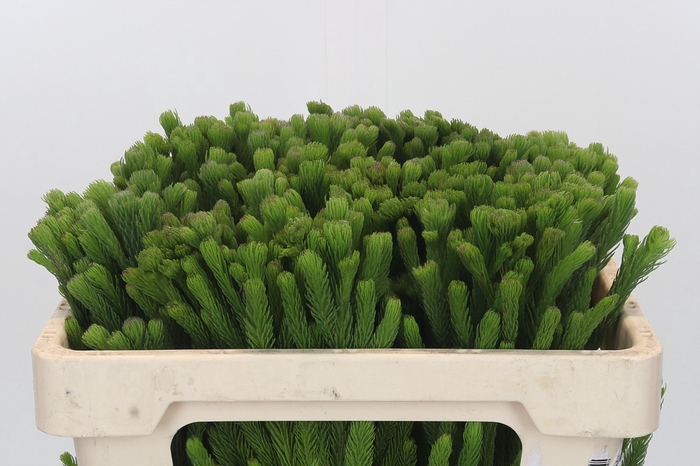 <h4>Kaaps Groen Albigreen</h4>