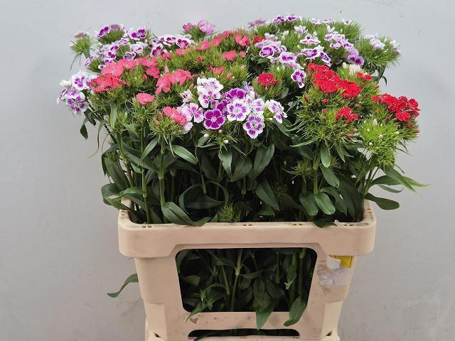 <h4>DI BARB GEM</h4>