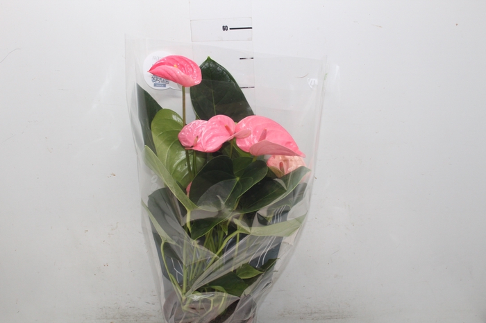 <h4>ANTHURIUM KING PINK P17</h4>