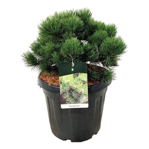 Pinus nigra 'Nana'