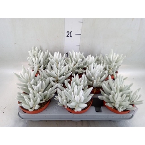Senecio   ...