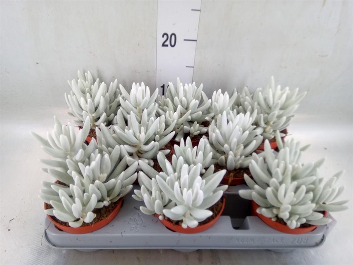 <h4>Senecio   ...</h4>