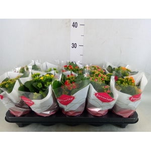 Kalanchoe blos.   ..mix 6