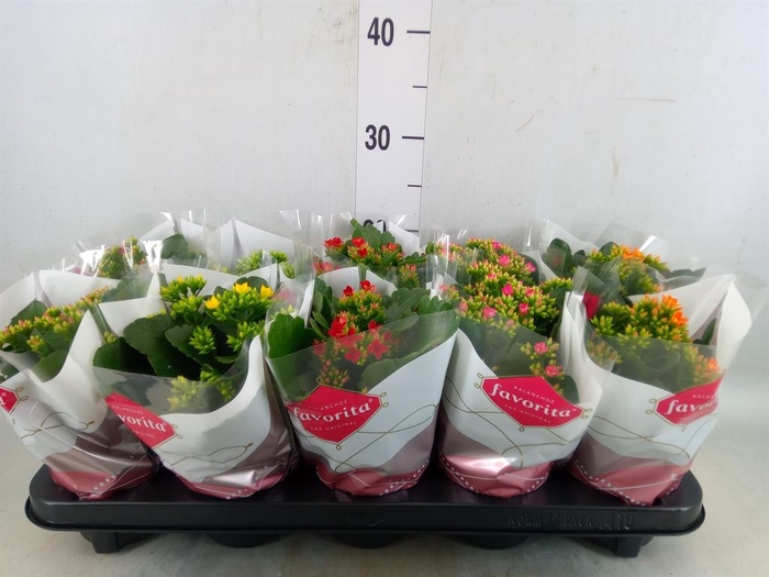 <h4>Kalanchoe blos.   ..mix 6</h4>