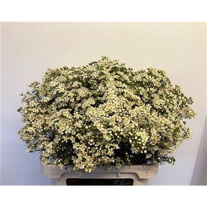 CHAME UN JUPITE MOON