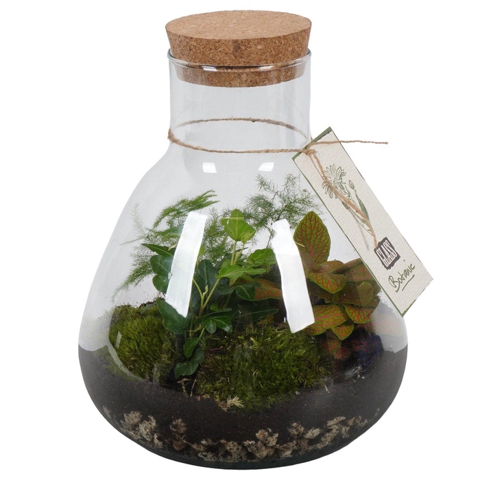 <h4>PTGIG2180 Arrangement Greens in glass in glazen terrarium</h4>