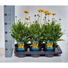Coreopsis grandiflora Early Sunris