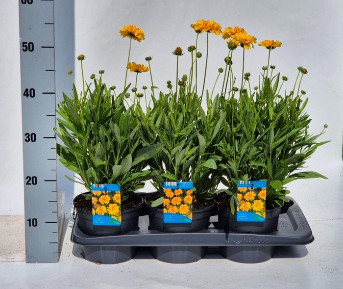 Coreopsis grandiflora Early Sunris