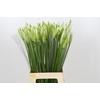 Nerine Adele