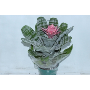 AECHMEA FASCIATA P17