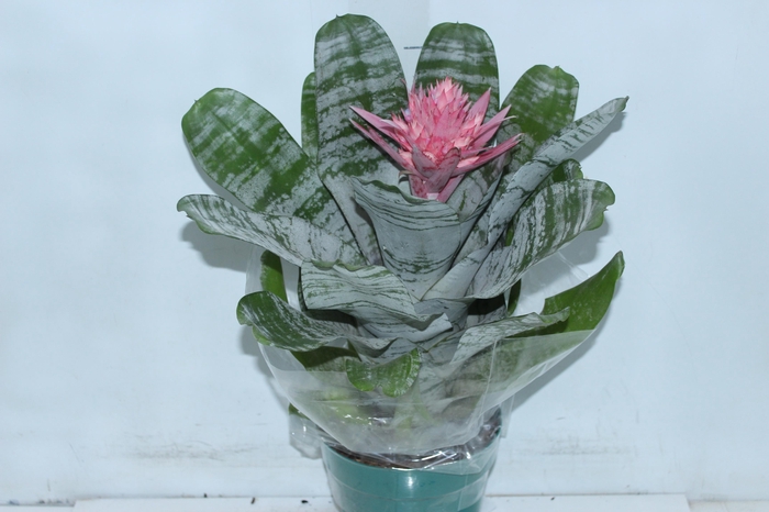 AECHMEA FASCIATA P17