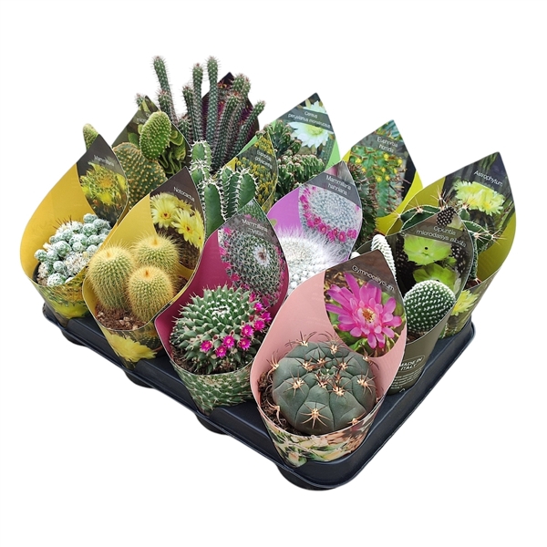 <h4>MIX CACTUS POT Ø 10,5 - TRAY 12 PCS (CACTUS)</h4>