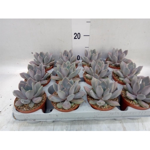 Pachyphytum  'Draco'