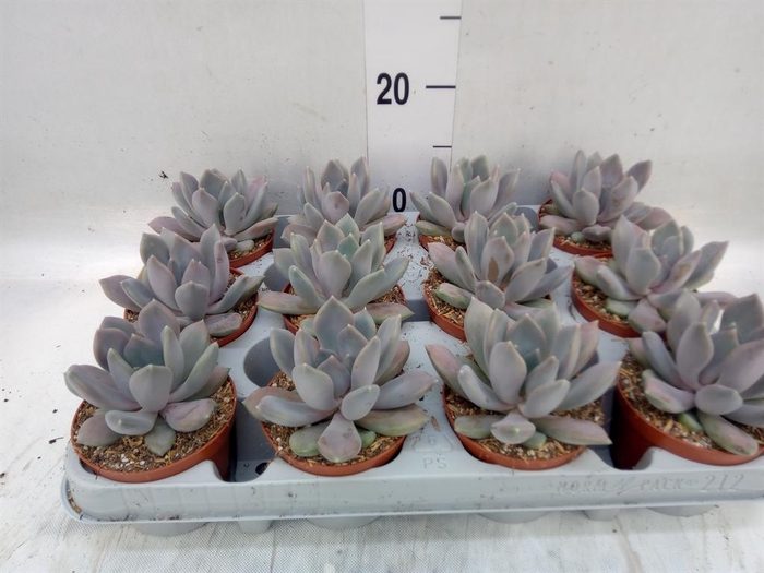 <h4>Pachyphytum 'Draco'</h4>