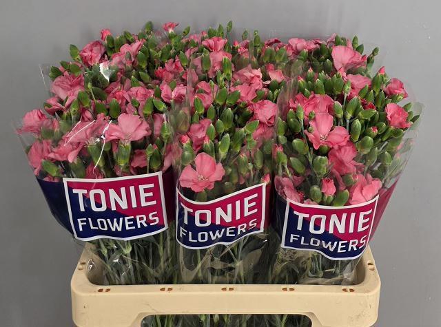 <h4>DI TE SOLOMIO ROSE</h4>