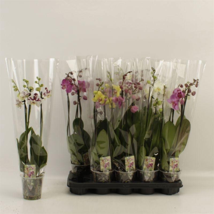 <h4>PHAL GEM</h4>