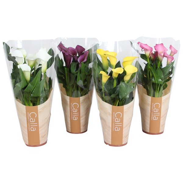 Zantedeschia gemengd Calla mix in bedrukte hoes