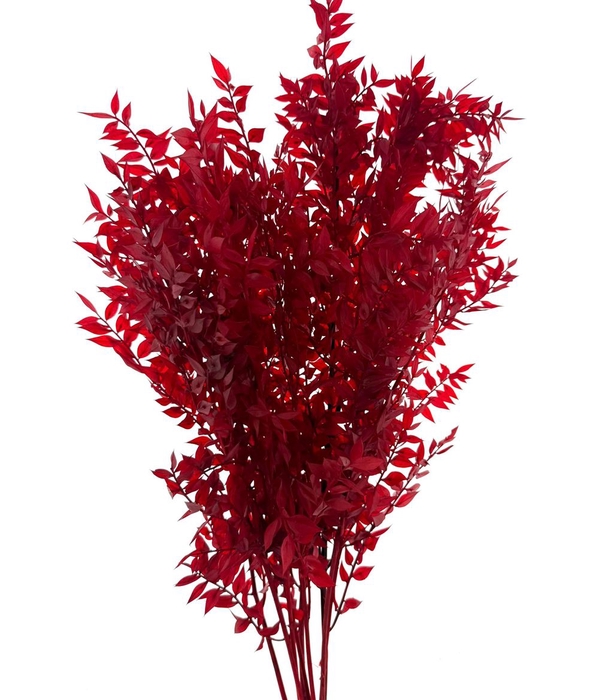 Pres Ruscus Soft Bleached Red Per Stem
