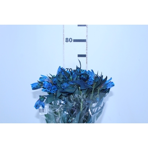 ALSTROEMERIA TINGIDA 080 CM AZUL