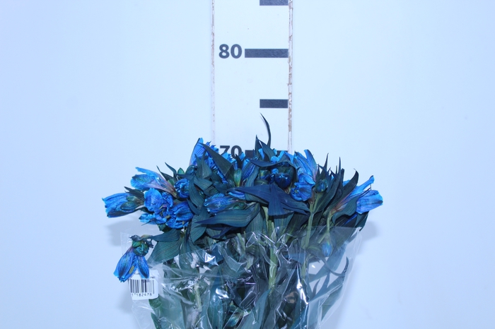 ALSTROEMERIA TINGIDA 080 CM AZUL