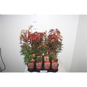 Acer Pa Atropurpureu