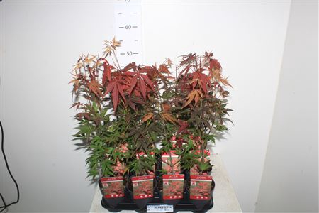 <h4>Acer Pa Atropurpureu</h4>