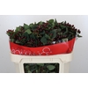 Hypericum Rocky Romance Spray