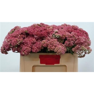 Sedum Herbstfreude