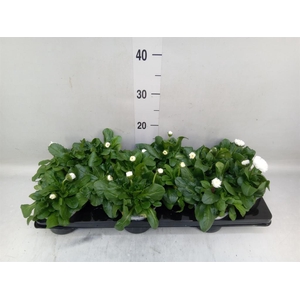 Bellis perennis 'Roggli White'