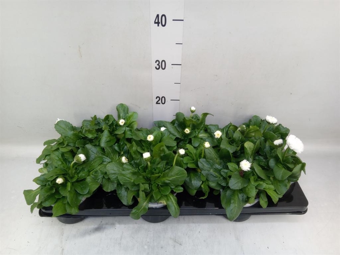 <h4>Bellis perennis 'Roggli White'</h4>
