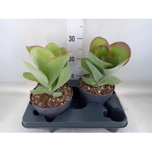 Kalanchoe NF thyrsiflora 'Red Lips'