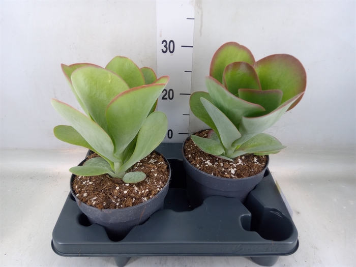 <h4>Kalanchoe NF thyrsiflora 'Red Lips'</h4>