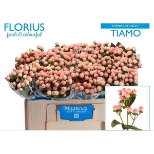 Hyp Coco Tiamo Florius