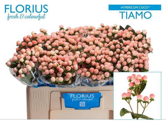 <h4>Hyp Coco Tiamo Florius</h4>
