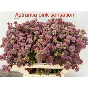 ASTRANTIA PINK SENSATION