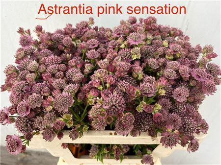 <h4>ASTRANTIA PINK SENSATION</h4>