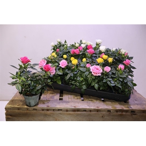 arr8 Ro Kordana Gem 3 Srt