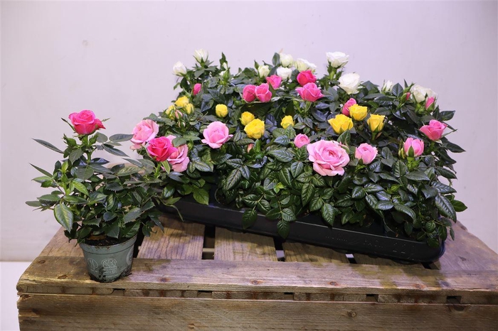 <h4>arr8 Ro Kordana Gem 3 Srt</h4>