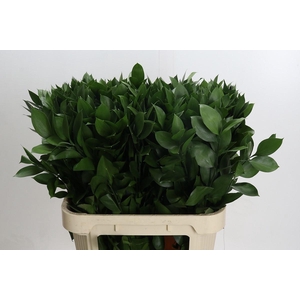 RUSCUS HYPOPHYLLUM
