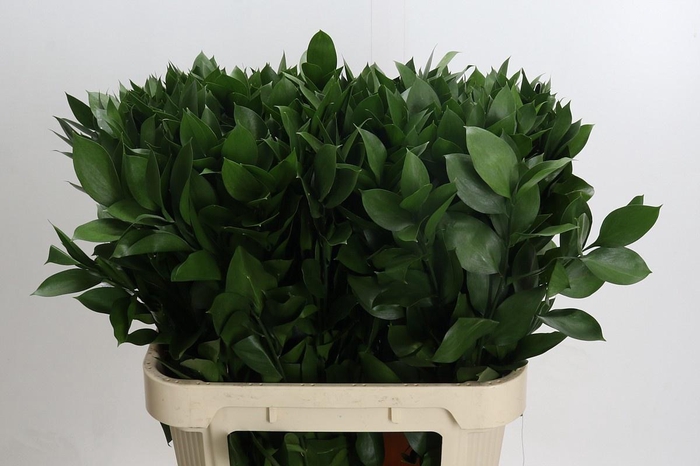 <h4>RUSCUS HYPOPHYLLUM</h4>