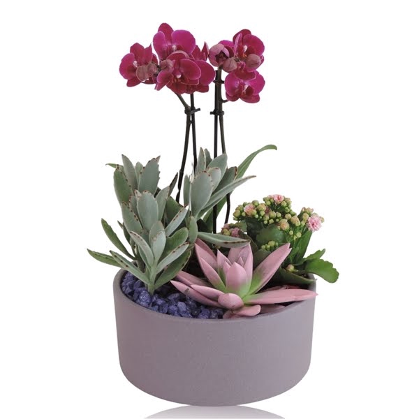 <h4>Arrangement Phalaenopsis 2 tak Keramiek schaal Lila Stone 22 cm</h4>